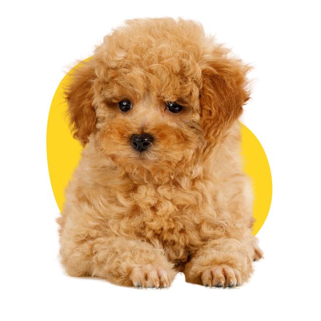 which toy poodle, Are Toy Poodles good pets?, How much is a Toy Poodle?, where can i buy a toy poodle, where to buy toy poodle, where to buy toy poodle near me, where can i buy toy poodle, How much should I pay for a toy poodle?, How much dollars is a toy poodle?, What is the lowest price of toy poodle?, Are toy poodles good house dogs?, are toy poodle good dogs, Are toy poodles good indoor dogs?, What are the pros and cons of a toy poodle?, Do toy poodles bark a lot?, Are toy poodles high maintenance?, how much toy poodle cost, Are toy poodles good pets?, How much is the cheapest poodle?, Are toy poodles more expensive?, How big does a Toy Poodle become?, who big does a toy poodle get, How big is a Toy Poodle fully grown?, Which is bigger teacup or Toy Poodle?, Is a Toy Poodle a good family dog?, What is an oversized Toy Poodle?, toy poodle near me, teacup poodle near me, buy poodle near me, toy poodle puppies for sale near me, toy poodle puppies for sale, toy poodle for sale, toy poodle mix for sale, toy poodle on sale, toy poodle dog for sale, toy poodle for sale florida, toy poodle for sale near me, teacup poodle near me for sale,