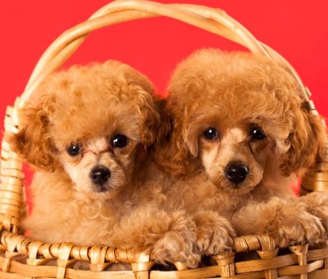 which toy poodle, Are Toy Poodles good pets?, How much is a Toy Poodle?, where can i buy a toy poodle, where to buy toy poodle, where to buy toy poodle near me, where can i buy toy poodle, How much should I pay for a toy poodle?, How much dollars is a toy poodle?, What is the lowest price of toy poodle?, Are toy poodles good house dogs?, are toy poodle good dogs, Are toy poodles good indoor dogs?, What are the pros and cons of a toy poodle?, Do toy poodles bark a lot?, Are toy poodles high maintenance?, how much toy poodle cost, Are toy poodles good pets?, How much is the cheapest poodle?, Are toy poodles more expensive?, How big does a Toy Poodle become?, who big does a toy poodle get, How big is a Toy Poodle fully grown?, Which is bigger teacup or Toy Poodle?, Is a Toy Poodle a good family dog?, What is an oversized Toy Poodle?, toy poodle near me, teacup poodle near me, buy poodle near me, toy poodle puppies for sale near me, toy poodle puppies for sale, toy poodle for sale, toy poodle mix for sale, toy poodle on sale, toy poodle dog for sale, toy poodle for sale florida, toy poodle for sale near me, teacup poodle near me for sale,