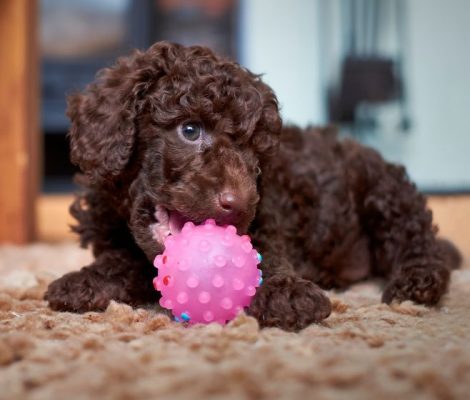 which toy poodle, Are Toy Poodles good pets?, How much is a Toy Poodle?, where can i buy a toy poodle, where to buy toy poodle, where to buy toy poodle near me, where can i buy toy poodle, How much should I pay for a toy poodle?, How much dollars is a toy poodle?, What is the lowest price of toy poodle?, Are toy poodles good house dogs?, are toy poodle good dogs, Are toy poodles good indoor dogs?, What are the pros and cons of a toy poodle?, Do toy poodles bark a lot?, Are toy poodles high maintenance?, how much toy poodle cost, Are toy poodles good pets?, How much is the cheapest poodle?, Are toy poodles more expensive?, How big does a Toy Poodle become?, who big does a toy poodle get, How big is a Toy Poodle fully grown?, Which is bigger teacup or Toy Poodle?, Is a Toy Poodle a good family dog?, What is an oversized Toy Poodle?, toy poodle near me, teacup poodle near me, buy poodle near me, toy poodle puppies for sale near me, toy poodle puppies for sale, toy poodle for sale, toy poodle mix for sale, toy poodle on sale, toy poodle dog for sale, toy poodle for sale florida, toy poodle for sale near me, teacup poodle near me for sale,