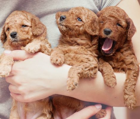 which toy poodle, Are Toy Poodles good pets?, How much is a Toy Poodle?, where can i buy a toy poodle, where to buy toy poodle, where to buy toy poodle near me, where can i buy toy poodle, How much should I pay for a toy poodle?, How much dollars is a toy poodle?, What is the lowest price of toy poodle?, Are toy poodles good house dogs?, are toy poodle good dogs, Are toy poodles good indoor dogs?, What are the pros and cons of a toy poodle?, Do toy poodles bark a lot?, Are toy poodles high maintenance?, how much toy poodle cost, Are toy poodles good pets?, How much is the cheapest poodle?, Are toy poodles more expensive?, How big does a Toy Poodle become?, who big does a toy poodle get, How big is a Toy Poodle fully grown?, Which is bigger teacup or Toy Poodle?, Is a Toy Poodle a good family dog?, What is an oversized Toy Poodle?, toy poodle near me, teacup poodle near me, buy poodle near me, toy poodle puppies for sale near me, toy poodle puppies for sale, toy poodle for sale, toy poodle mix for sale, toy poodle on sale, toy poodle dog for sale, toy poodle for sale florida, toy poodle for sale near me, teacup poodle near me for sale,